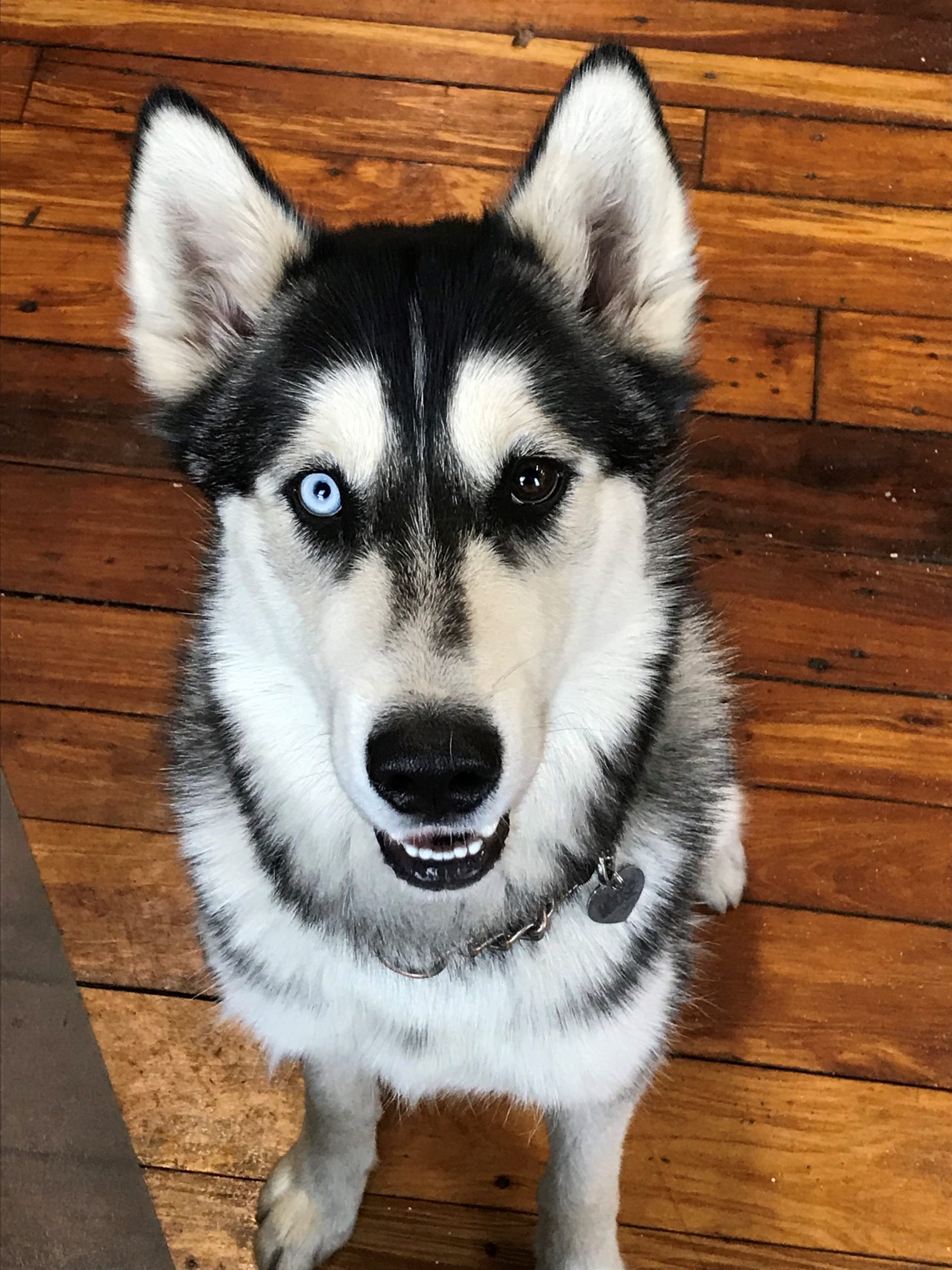 Headshot of Moose